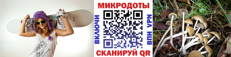 Псилоцибиновые грибы Cubensis закладки Буй